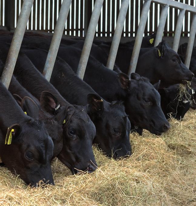 Aberdeen Angus Finishing Scheme Enterprise Costings Key points of the Aberdeen Angus beef finishing scheme The entire scheme uses a carefully planned approach to beef production First class, high