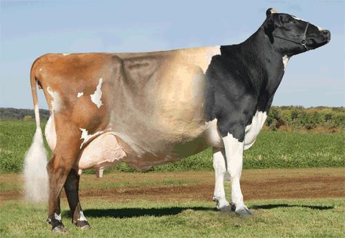 What do those who are selling semen for crossbreeding say Improved ProducIon Improved