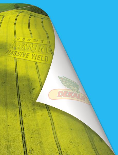 Behind every field of DK ExStorm is Dekalb s unique combination of yield-protecting traits With a specific growth habit; maintaining a more tight protected rosette that makes it suitable for earlier