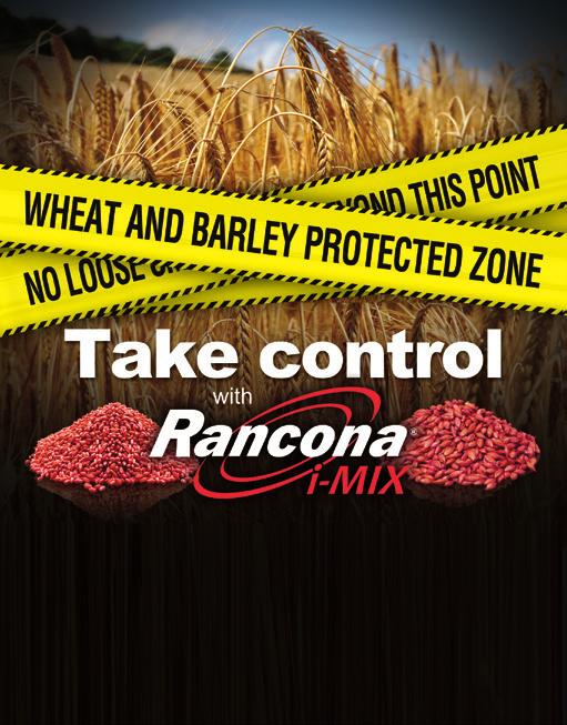 NEW FOR WHEAT New from Chemtura AgroSolutions, Rancona i-mix is major step forward in seed treatment, giving you protection against the major diseases of wheat and barley.