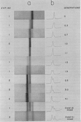 4. (10 pts) Below are the results of an experiment by Meselson and Stahl. Explain why the experiment was done, how the experiment was conducted and the significance of these results. 5.