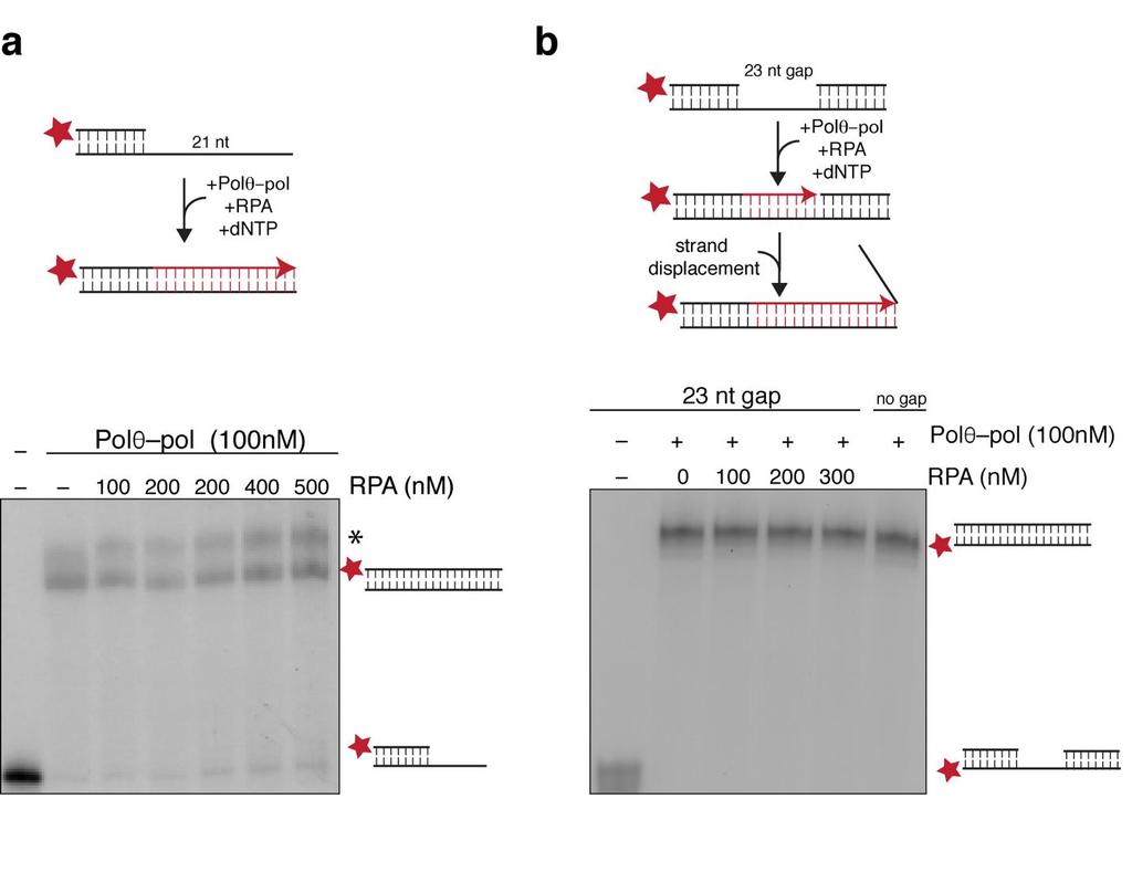Supplementary Figure 5 Pol pol template dependent activity is resistant to RPA binding of ssdna. (a) Top: Schematic of the assay.