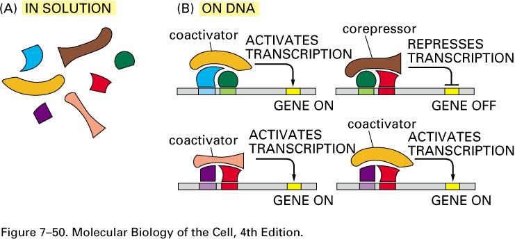 Co-activators and co-repressors These proteins do