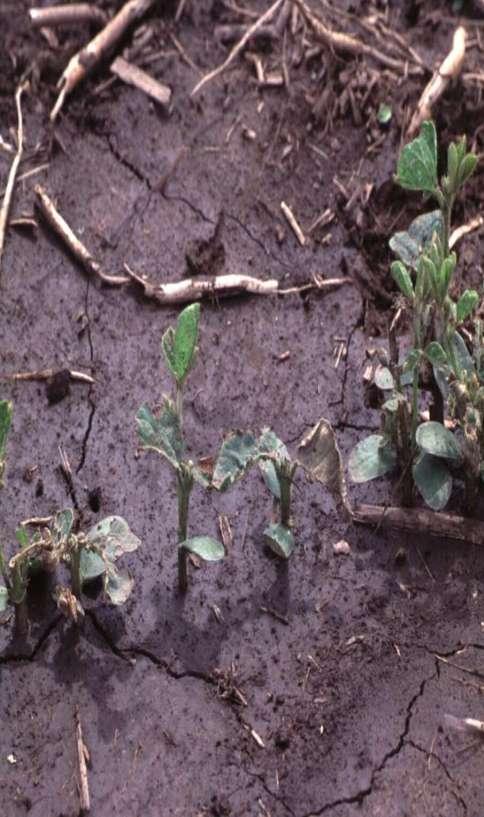 HAIL DAMAGE Assess mortality Know the growing points Determine