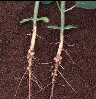 SOYBEAN NODULATION Symbiotic relationship Native and introduced bacteria
