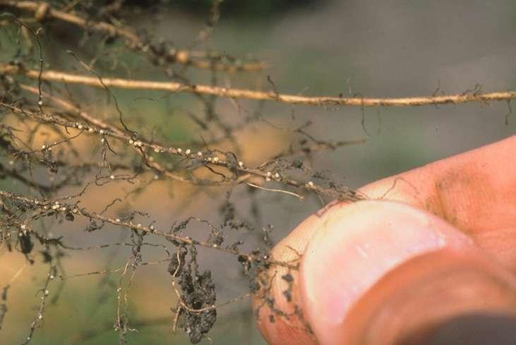 SOYBEAN CYST NEMATODE widespread distribution no obvious symptoms quick reproduction long-term survival substantial yield loss look for yellow plants look for stunted plants look for