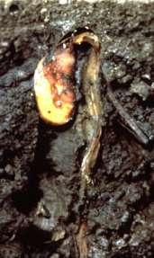 PHYTOPHTHORA ROOT ROT Many races of PRR exist in WI Some