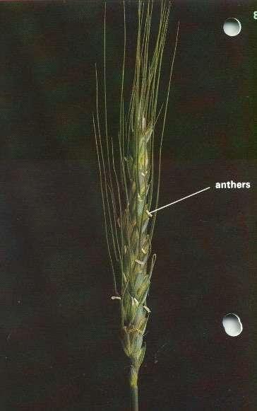 Zadoks 50 to 59 Head Emergence GS 50 = first spikelets of head GS 59 = head emergence