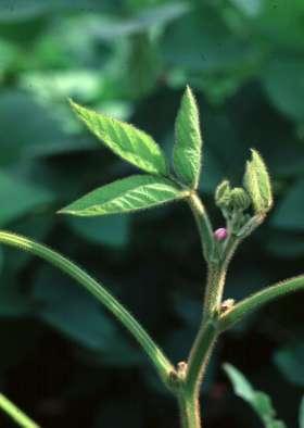 SOYBEAN GROWTH AND DEVELOPMENT Vegetative Stages V-Stages