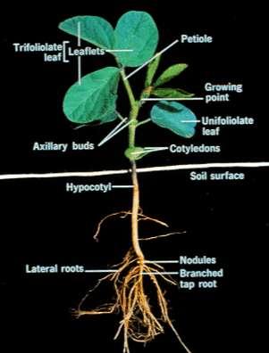 SOYBEAN MORPHOLOGY Note growing points Nodes are