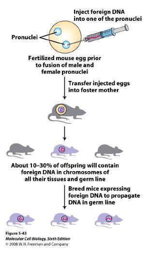 1 - injecting the construct into the pronucleus of a fertilized mouse egg Only for teaching purposes - not for reproduction or sale implant the embryos into the uterus of a pseudopregnant foster