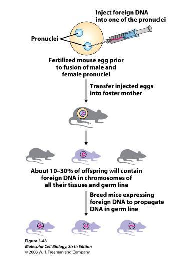 1 - injecting the construct into the pronucleus of a fertilized mouse egg Only for teaching purposes - not for reproduction or sale DNA integrates at