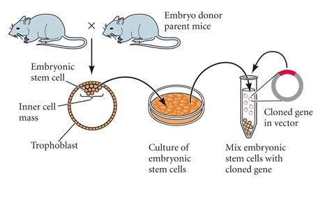 2- embryonic stem cell-mediated gene transfer During development, there is a stage (the blastocyst) when only two cell types are present: 1-the outer trophoblast cells, which will form the fetal