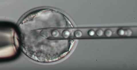 2- embryonic stem