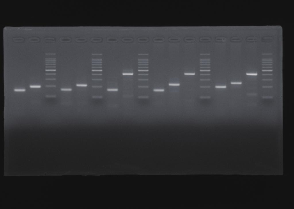 IX. Experimental Examples 1. PCR amplifications of Gapdh, Dclre1a and Ccnd2 from rat testis tissue. DNA was extracted using TaKaRa DEXPAT Easy from a paraffin-embedded rat testis tissue section.