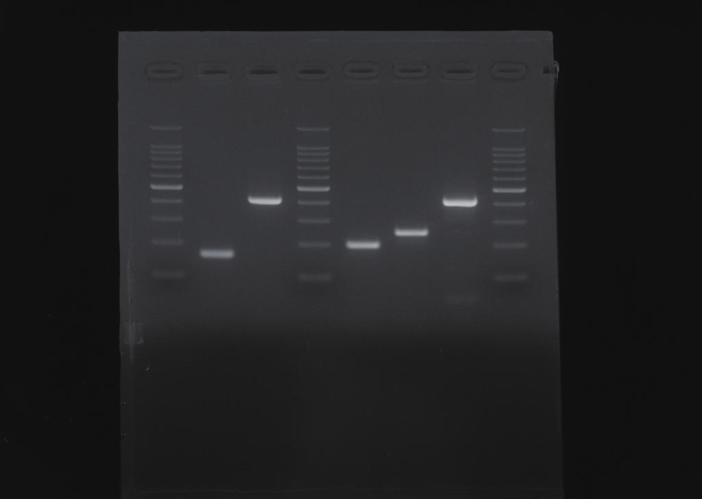 Polymerase : TaKaRa Ex Taq 54, 60 sec. 35 cycles 72, 60 sec. 72, 5 min. Result: PCR amplification of extracted DNA. yielded products of expected size. 2.