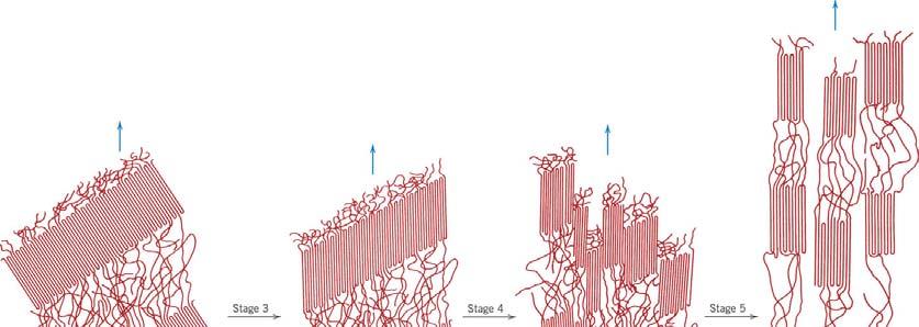 elongated; bending and stretching of the strong chain covalent bonds within the lamellar crystallites.