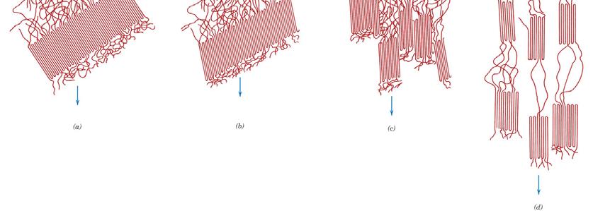 Deformation Stage 3 : adjacent chains in the lamellae slide past one another tilting of the lamellae so that the chain folds become more aligned Stage 4 :