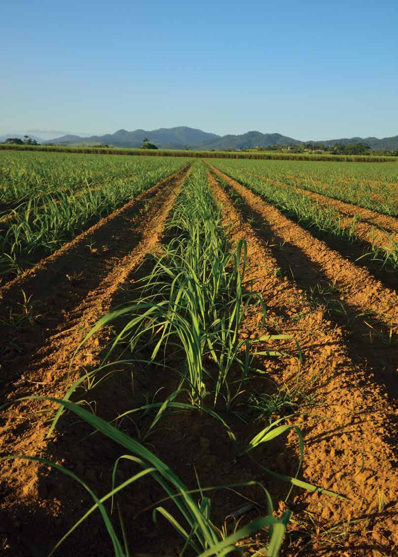 Farm biosecurity practices This section outlines the recommended biosecurity practices for all sugarcane producers.