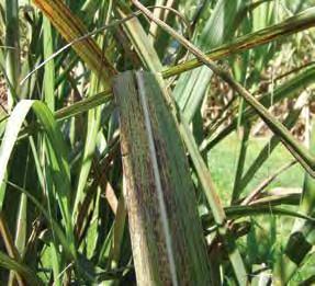 High priority exotic pest threats to the sugarcane industry Make sure that you, your staff and your contractors are familiar with these pests and diseases, any of which would have serious