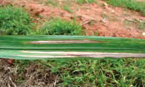 Leaf scorch Causal agent: Stagonospora sacchari IMPACT Significant yield losses of up to 30% overseas.