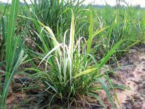 White leaf disease Causal agent: Sugarcane white leaf phytoplasma IMPACT Reduced yields and sugar content. Losses of up to 100% have been reported overseas in susceptible varieties.