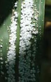 DESCRIPTION AND SYMPTOMS Small (2 mm long) white coloured aphids that have a woolly appearance. Copious excretion of honeydew may cause development of sooty mould.