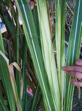 Fiji leaf gall Causal agent: Fiji disease virus IMPACT Significant or complete yield losses in susceptible varieties.