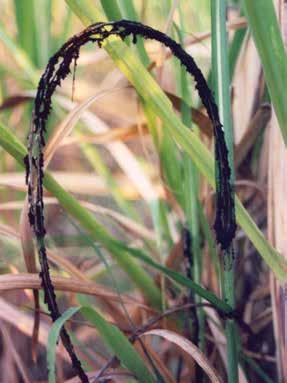 Sugarcane mosaic virus Causal agent: Sugarcane mosaic virus (Strain A) IMPACT Significant yield losses of 20-30% in susceptible varieties.