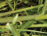 Regionalised weeds of the sugarcane industry If you spot any unusual weeds call the Exotic Plant Pest Hotline on 1800 084 881.