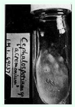 Cephalosporins Coltura originale di Cefalosporium del 1949 Aminoglycosides Antibiotic that binds to bacterial ribosomes and