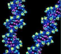 Biochemical Differences Changes in DNA lead to proteins with: Different functions Novel traits