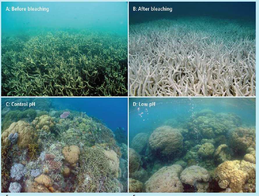 Corals would be the first biome to disapear (IPCC, 2014) % change in net irrigation requirements of 11 major crops