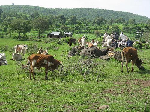 Risk management in crop-livestock systems Communal pooling: -