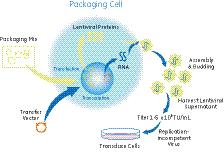 Lentiviral delivery options Viral shrna based constructs can be used in both transfection experiments as plasmid DNA, or in transduction experiments as packaged viral particles.