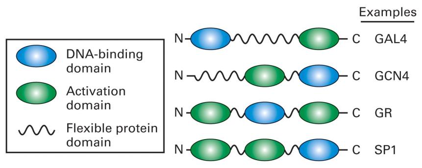 Modular structure of different transcriptional activators Domain-swapping experiments also prove the modular nature of these proteins.