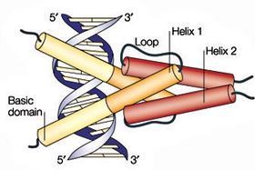 (4) bhlh (basic Helix-loop-helix) proteins Structurally related to the bacterial helix-turn-helix proteins, such as LacI.