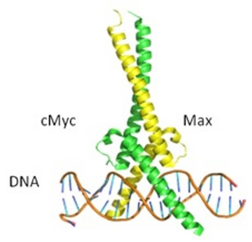An eukaryotic genome often encodes hundreds of bhlh factors, most of them bind to the E box DNA sequence (CANNTG).
