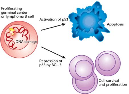 Tumor suppressor genes -Tumor suppressor genes are genes that the loss-of-function mutations cause cancer. Normal tumor suppressor gene products usually suppress cell proliferation.