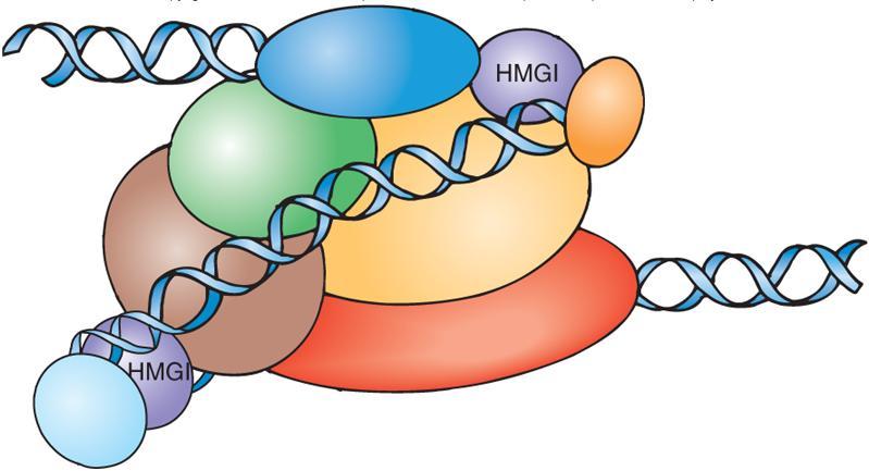 Multiple transcription activators may loop around to form enhenceosome Enhanceosome is the DNA-protein complex of multiple transcription activators associated with enhancer.