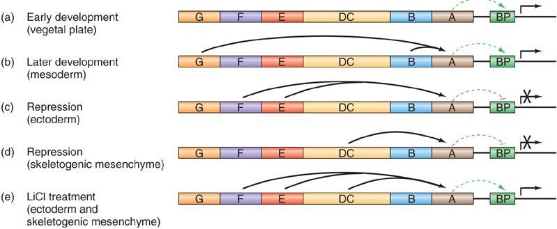 (5) An activator can be converted to a repressor Some transcription activators may be converted to transcription repressors, depending on other proteins binding to the enhancer/repressor DNA.