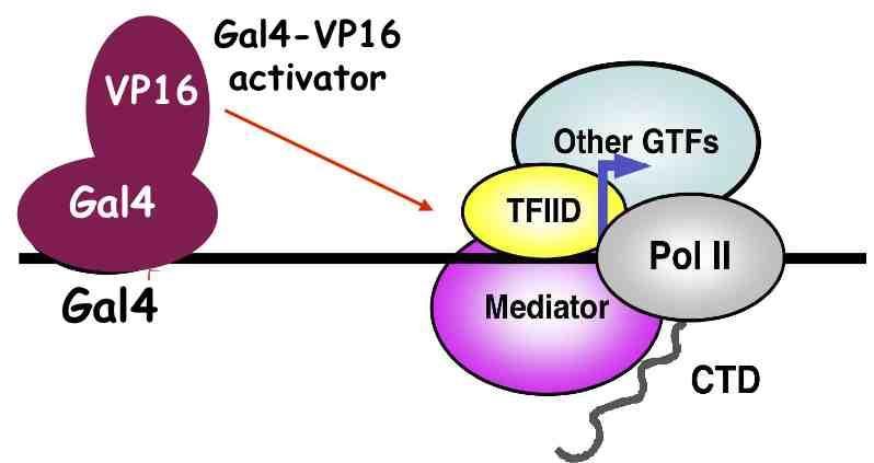 (1) Mediator: co-activator Mediator is a multiple-subunit protein complex that is not required for basal transcription, but required for