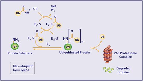 Three enzymes of the UPS pathway Three enzymes are needed to ubiquitinate a protein. E1 (Ubq-activating enzyme) bring ubq to E2. E2 (Ubq-conjugating enzyme) transfers Ubq to the substrate.