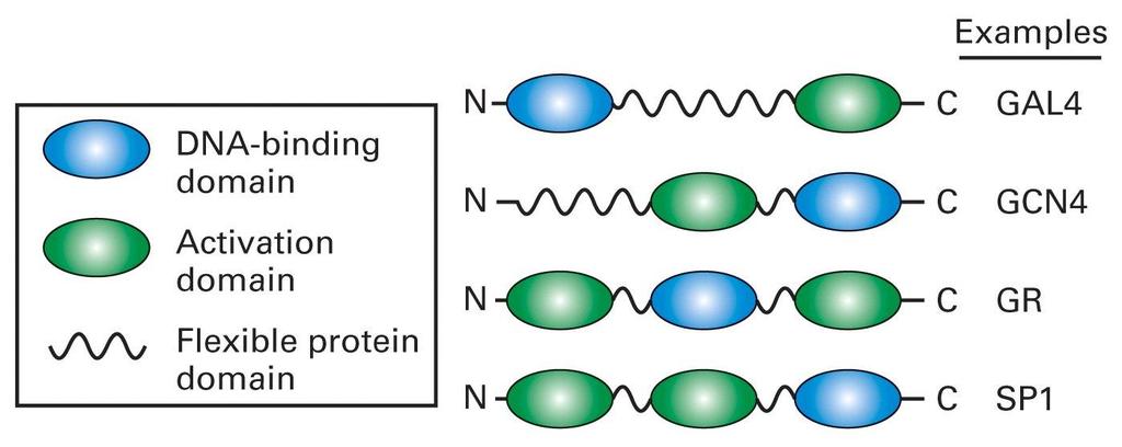 A transcription activator contains a DNA binding domain and a