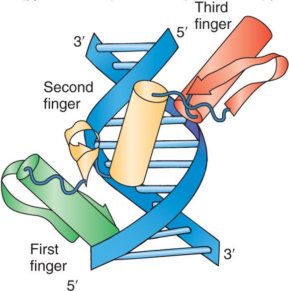 (1) Zinc-finger proteins 1. Zinc-finger protein are transcription factors that bind zinc 2+ ions.