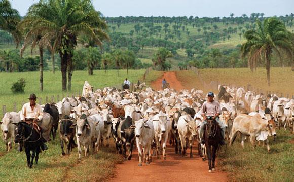 Ranching Cattle ranching is the leading cause of deforestation in the Brazilian Amazon.