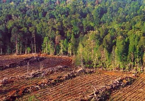 Forestry and Logging One of the greatest dangers to the Amazon rainforest is destructive logging.