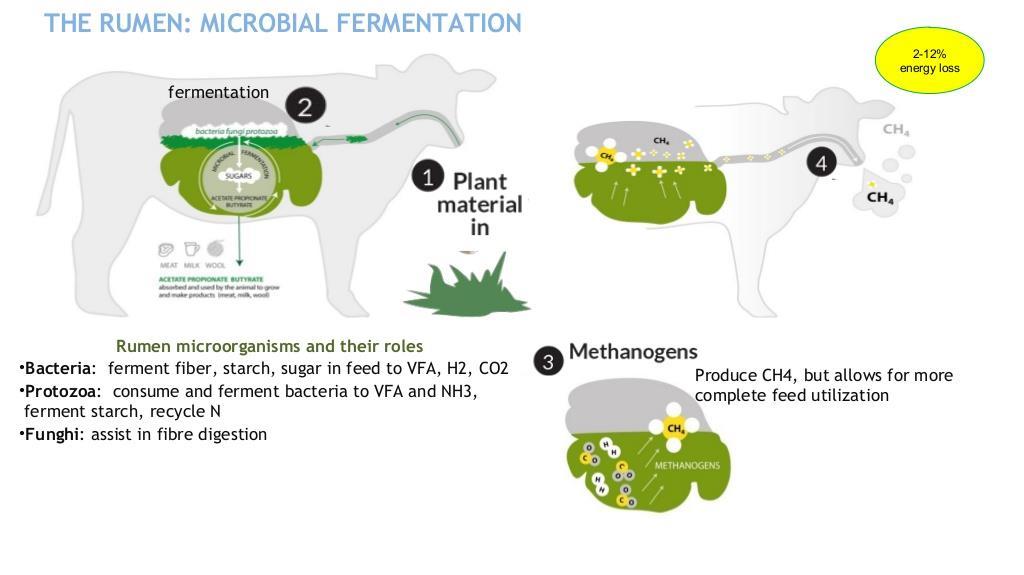 Methane Emissions from Enteric Fermentation Source of Emissions Source: