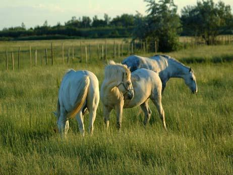 Pasture Management Productive, high quality pastures require good pasture management Best place for exercise,