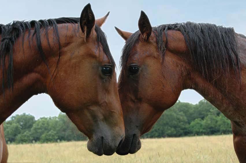 Horse Digestive System Optimize horse digestive system Like to eat small, frequent meals